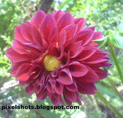 violet dahlia flowers,arabian-night,dalia flower,kerala flowers,dahlia flower facts,flower closeup photo