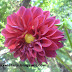 Arabian Night Dark Violet Dahlia Flowers- dahlia gardening tips and plant facts