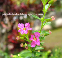 violet tiny flowers,closeup mode photo of tiniest garden flower,violet flowers photographed using cannon powershot