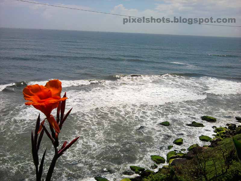 red flower seen aside the beach of varkala kerala,flowers over mountain cliffs aside kerala beaches,varkala beach and sea photos,flower and waves