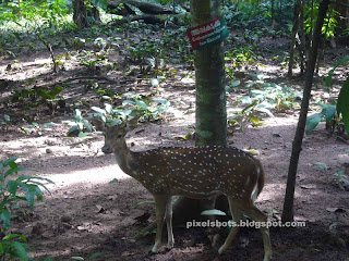 spotted deer photo,spotted deer in thenmala deer park,axis deer,pulli maan,chital,cheetal