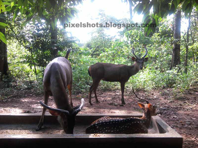 Deers in deer rehabilitation park of thenmala-part of eco tourism project of thenmala,sambar deer,spotted deer,barking deer