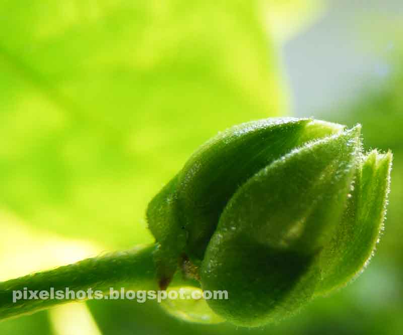 macro photo snap of shankupushapam herbal flower bud in bright sunlight,green bluepea flower bud closeup