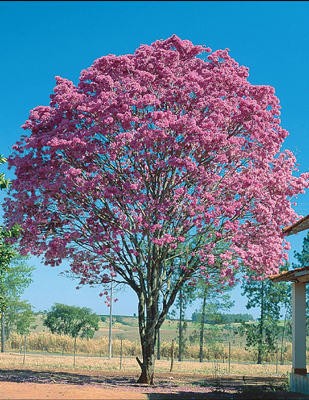 Flores do ipê roxo invadem Tangará