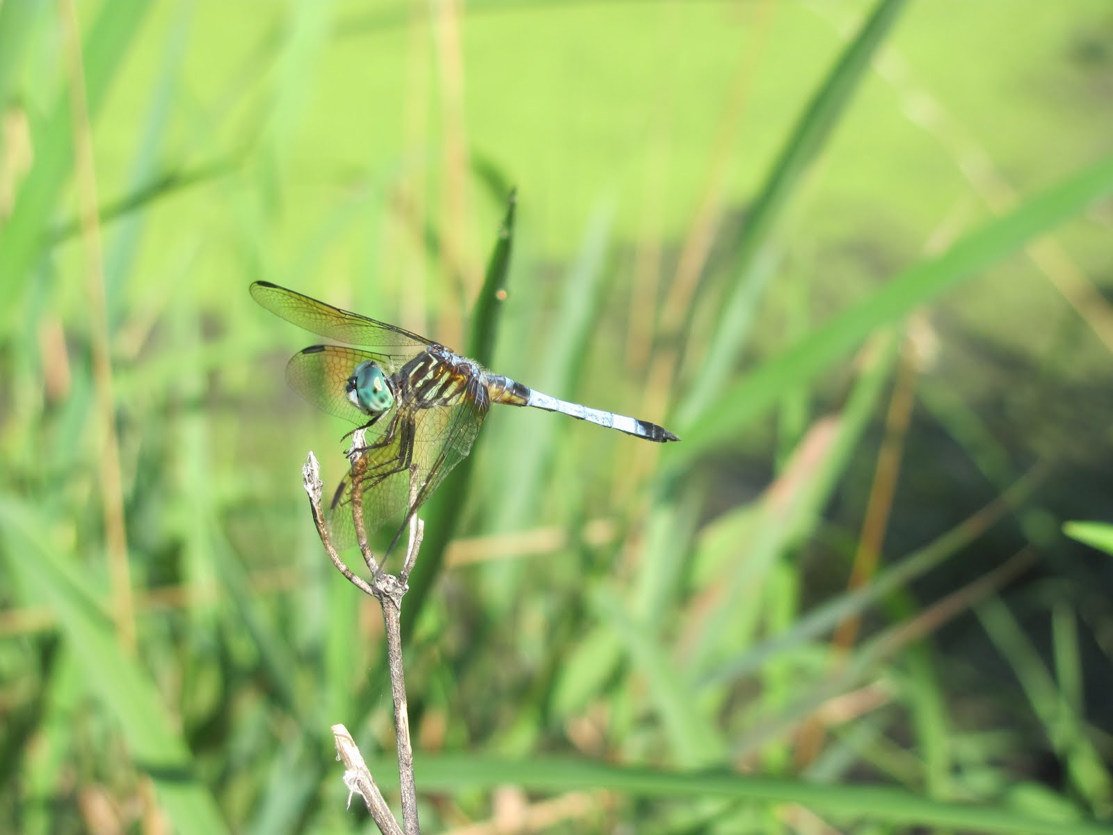 SPECIES: Marsh Ecosystem