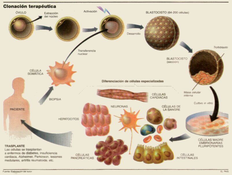 clonacion CLONACION MOLECULAR