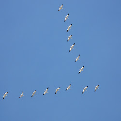 formation geese flying quotes fly motivational why quotesgram stories inspirational amazing articles discovered consider might along science highway