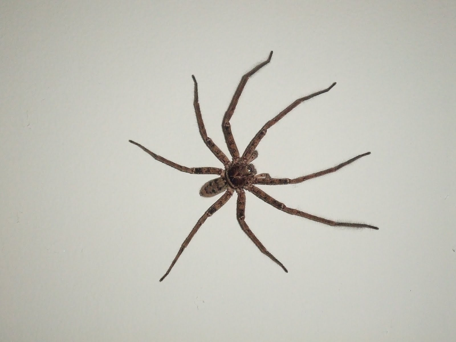 Mari's Blog Page... Spider in my room!