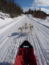 Un traineau à chiens