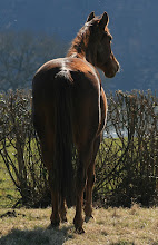 Penny admiring the view