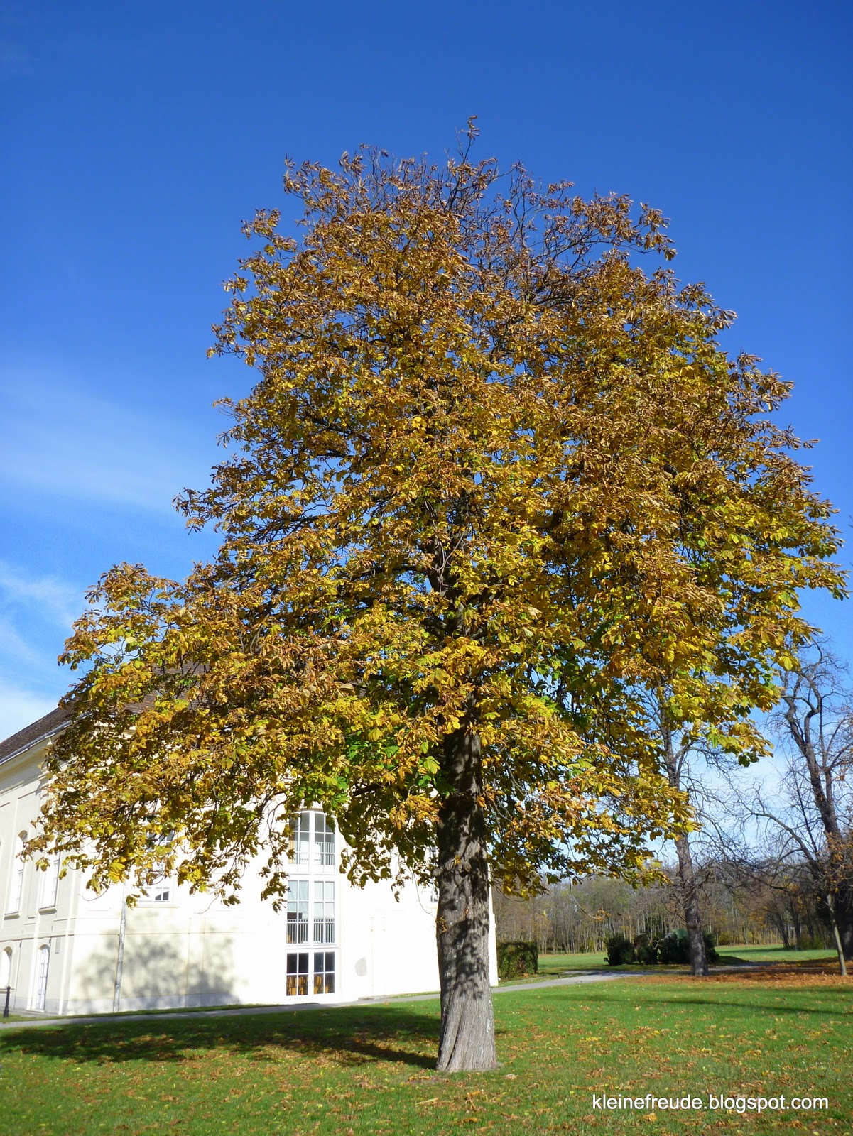 kleine freude Der Kastanienbaum