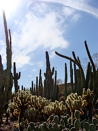 The Botanical Gardens in Phoenix