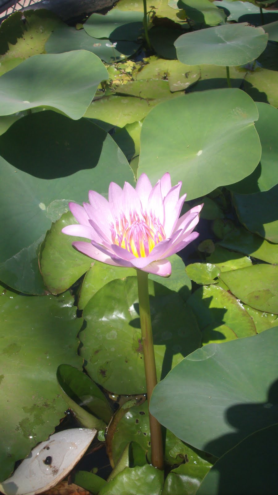 The Deep End of the Pond Maui Water Lily Gardeners