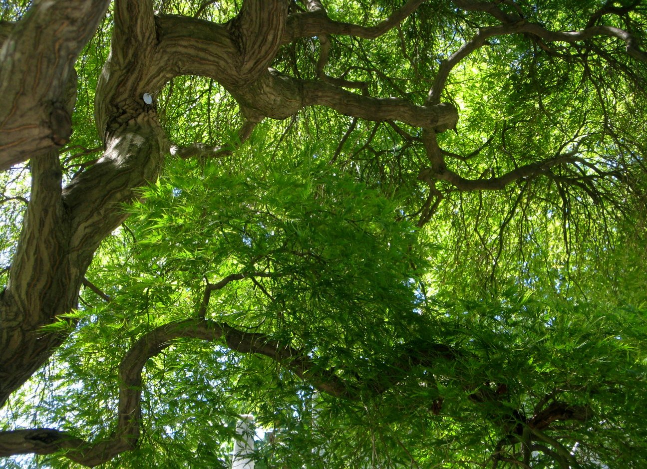 Brooklyn Photos: Twisted Tree in Greenwood Cemetery