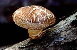 Shiitake mushroom