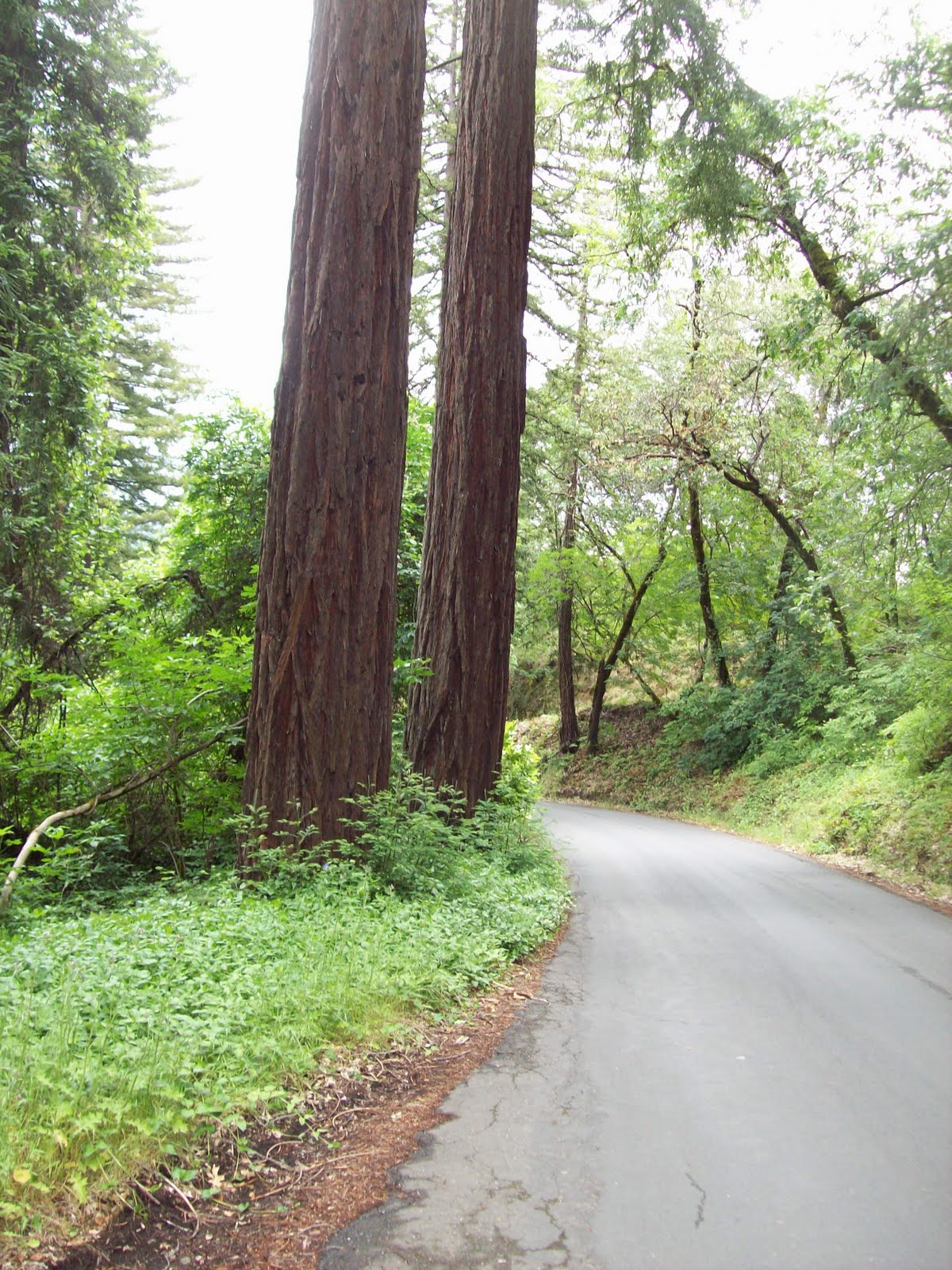 365 Walks! We Start Again Day 138 Diamond Mountain Road...