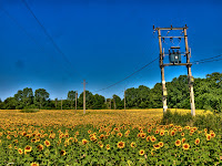 Girasoles Tossa de Mar - Olympus e520 Foto HDR