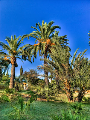 palmeral del jardi botanic de blanes