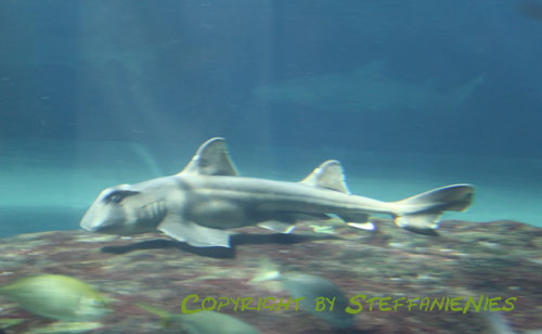 Verrückt nach Fisch: Haie im Sydney Aquarium