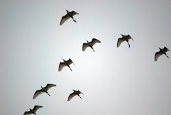 across birds egrets flight perling taman etc