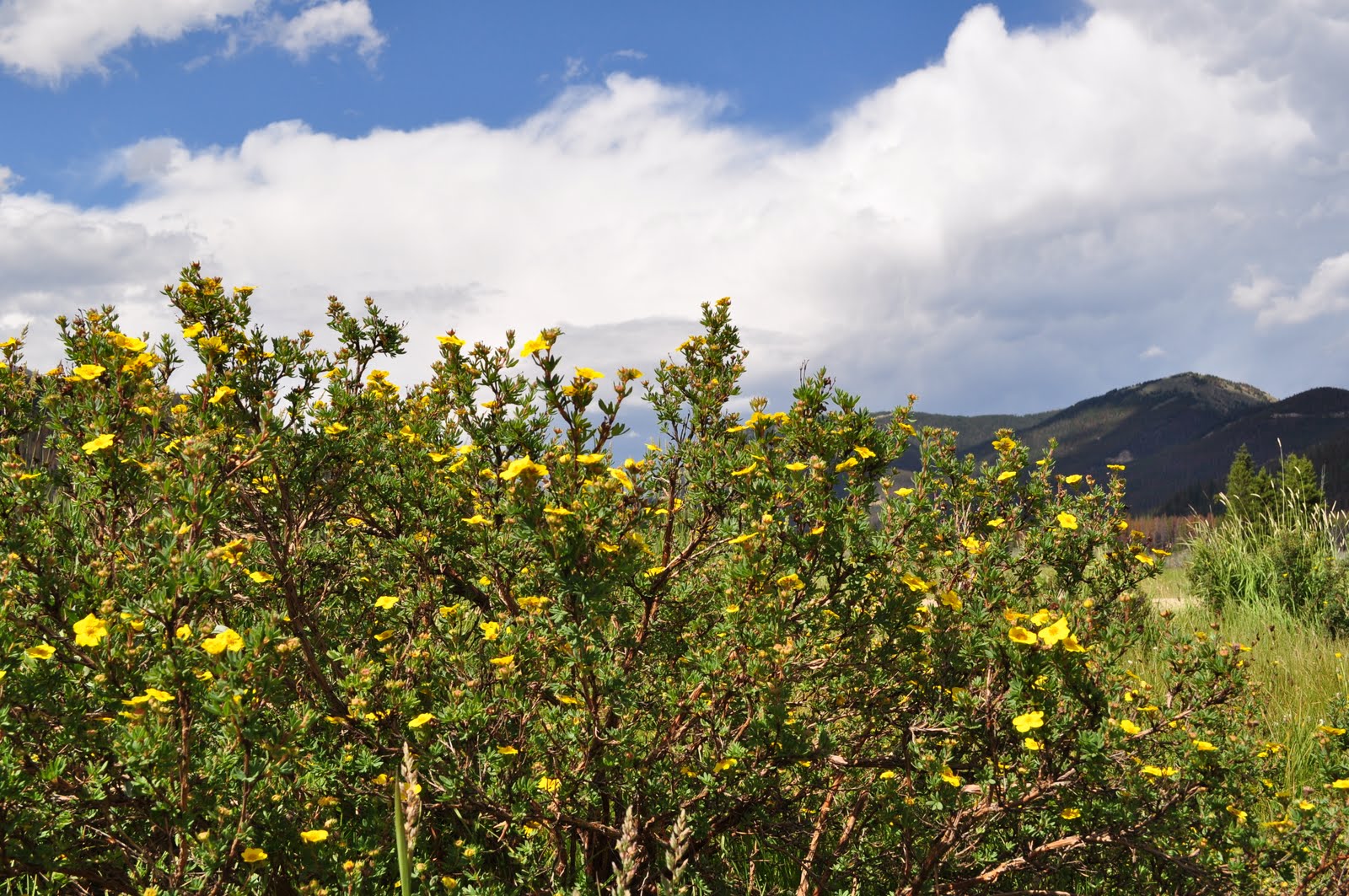 [Potentilla+fruticosa+-+Shrubby+Cinquefoil.JPG]