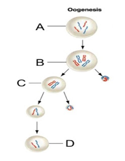 gametogenesis oogenesis gametogenesis oogenesis