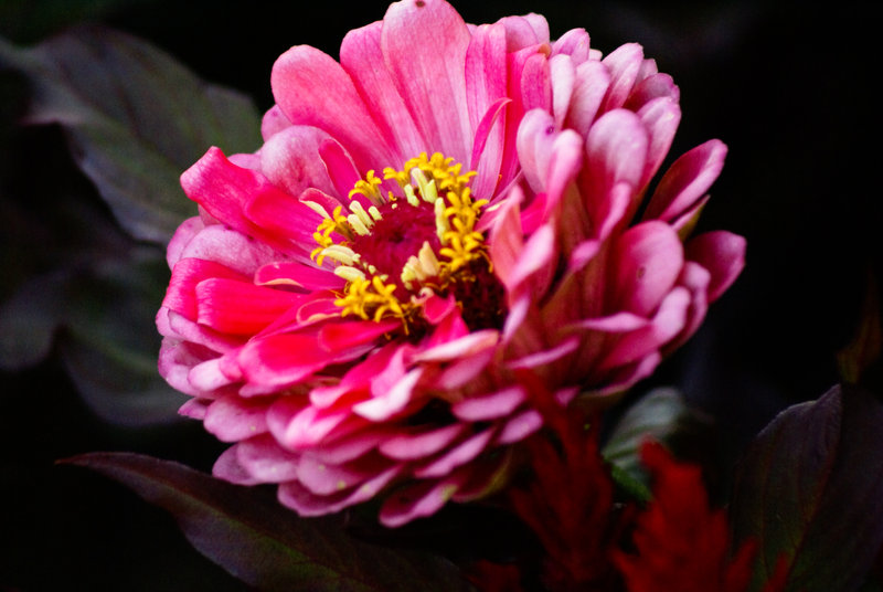 [Pink_Zinnea_by_sevymama.jpg]