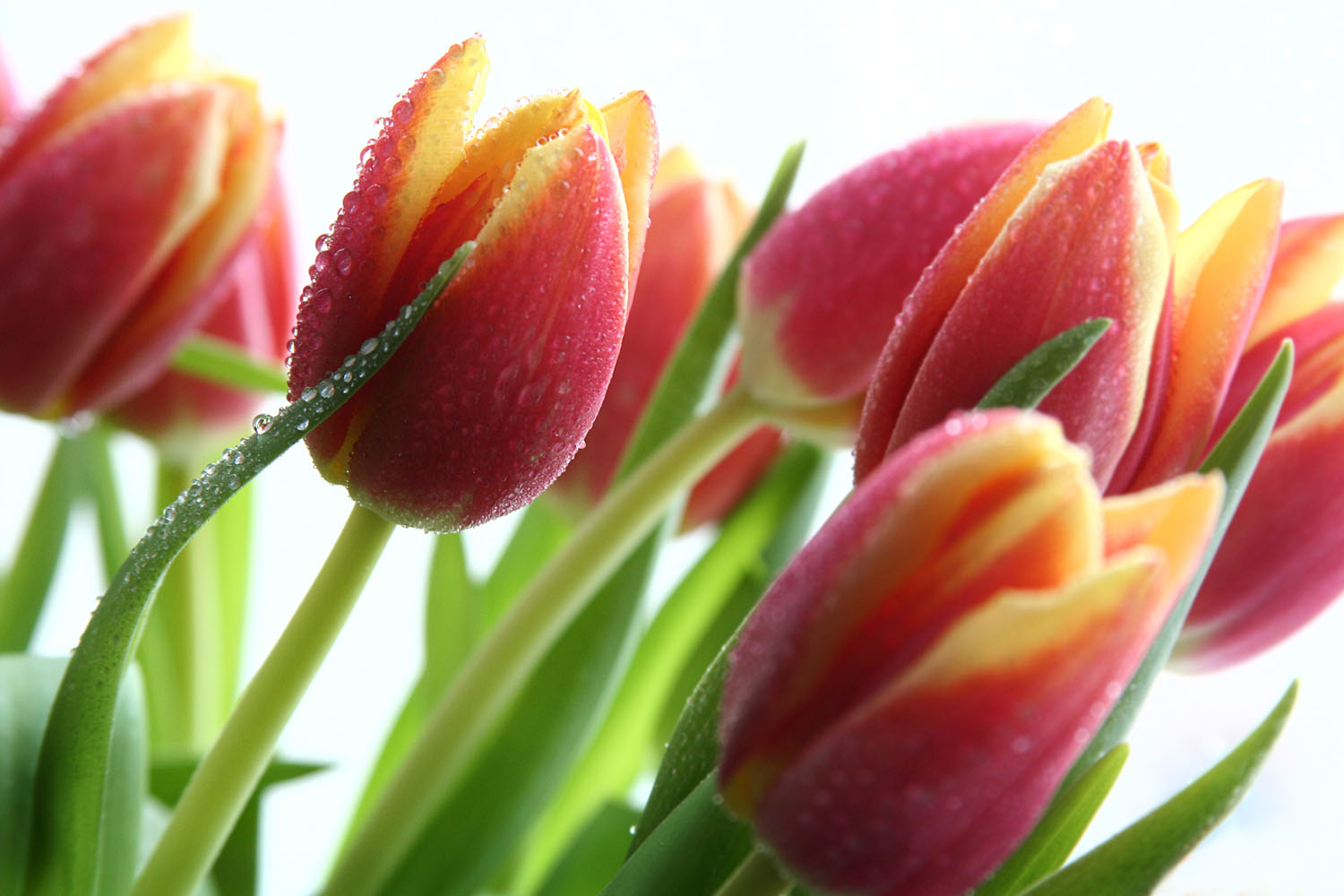 [2948868_large.jpeg]