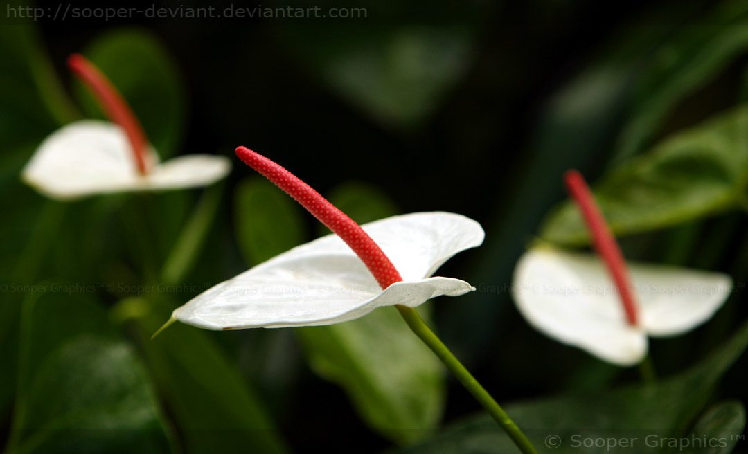 [8acc22a4afdb2ad8187bff3aed9acef2.jpg]