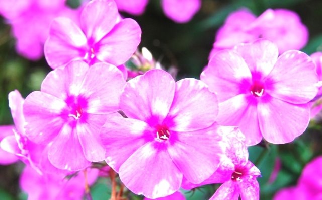 [2975573_large.jpeg]