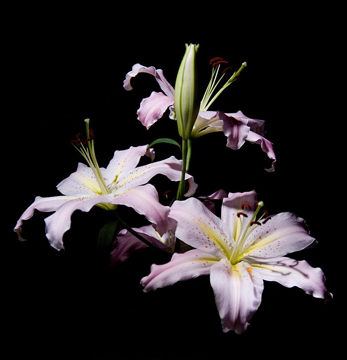 [3163414_large.jpeg]