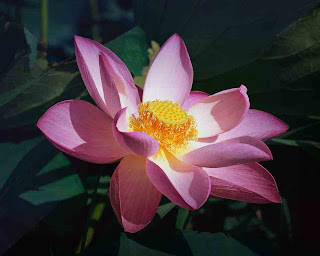 lotus flower