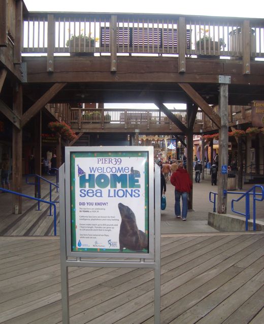 Liz in San Francisco: Pier 39 Sea Lions' Welcome Home and 20th Anniversary  Party