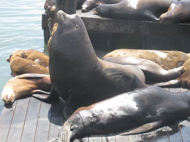 Liz in San Francisco: Pier 39 Sea Lions' Welcome Home and 20th Anniversary  Party