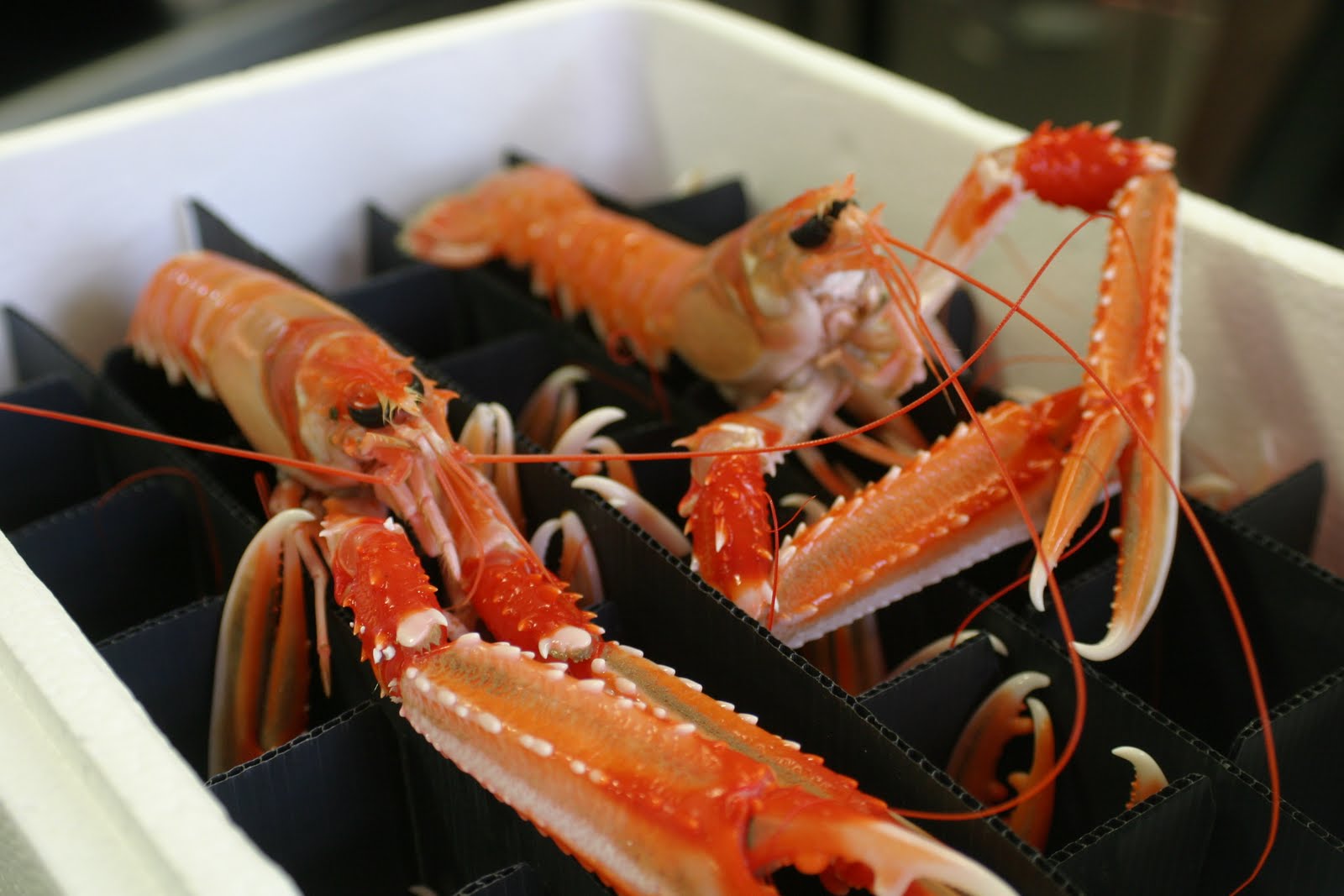 CHRISTOPHE GIRARDOT SAVEURS & COULEURS: LANGOUSTINES VIVANTES... CRUES