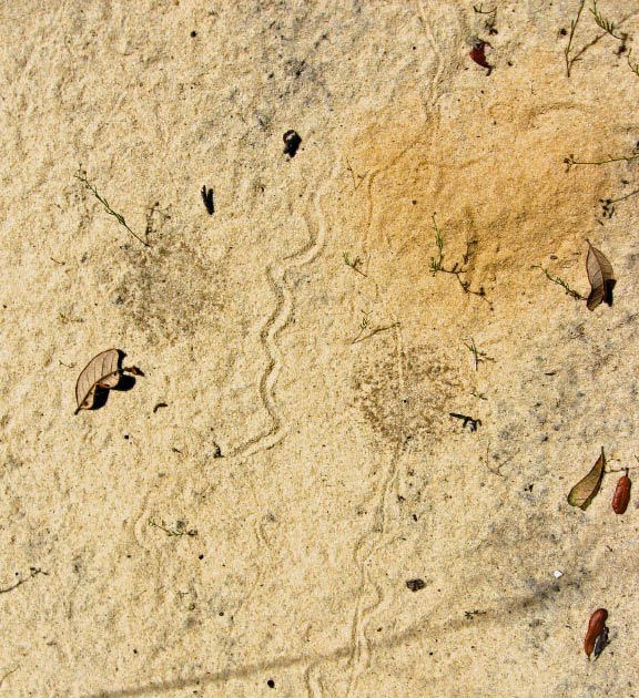 Sand Skink Endangered