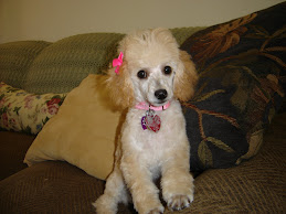 My puppy girl Andi July