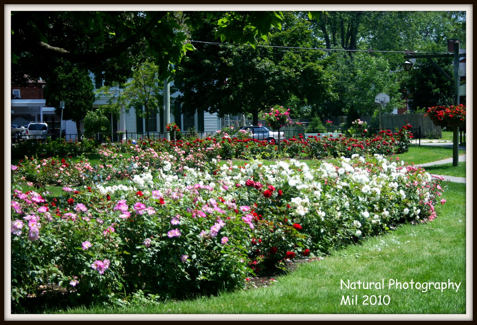 Natural Photography Corby Park (Rose Garden) Belleville, Ont