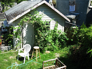 Garden: Blackberry Bush