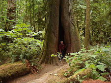 Redwood Forest on Vancouver Island