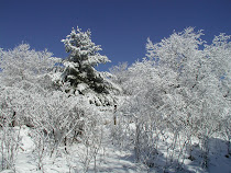 Pine in the Forest