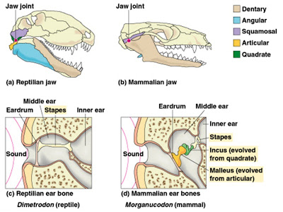 La Terre des multituberculés Jaw-Ear+evolution