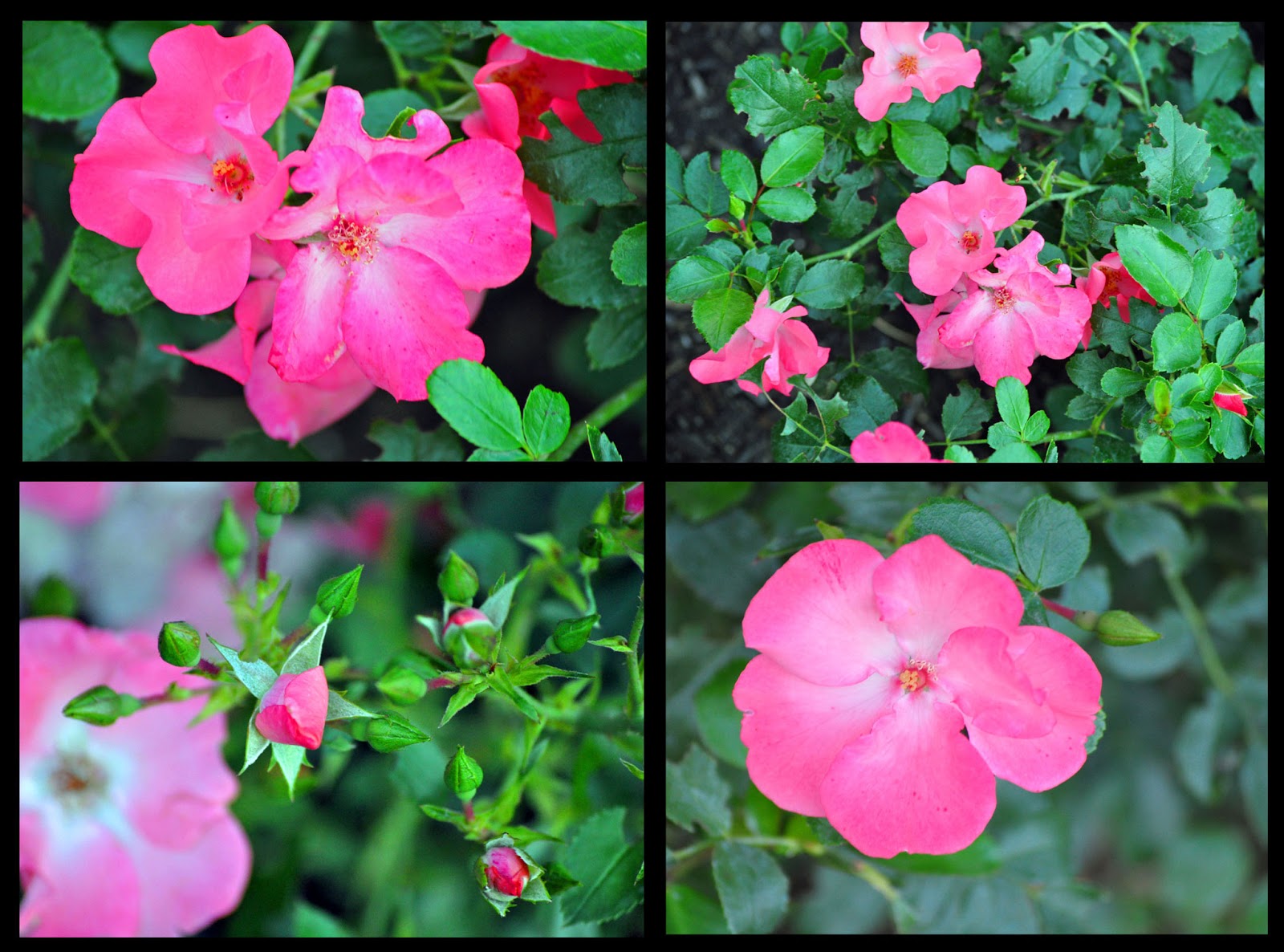 This Grandmother's Garden: Encore! Encore!