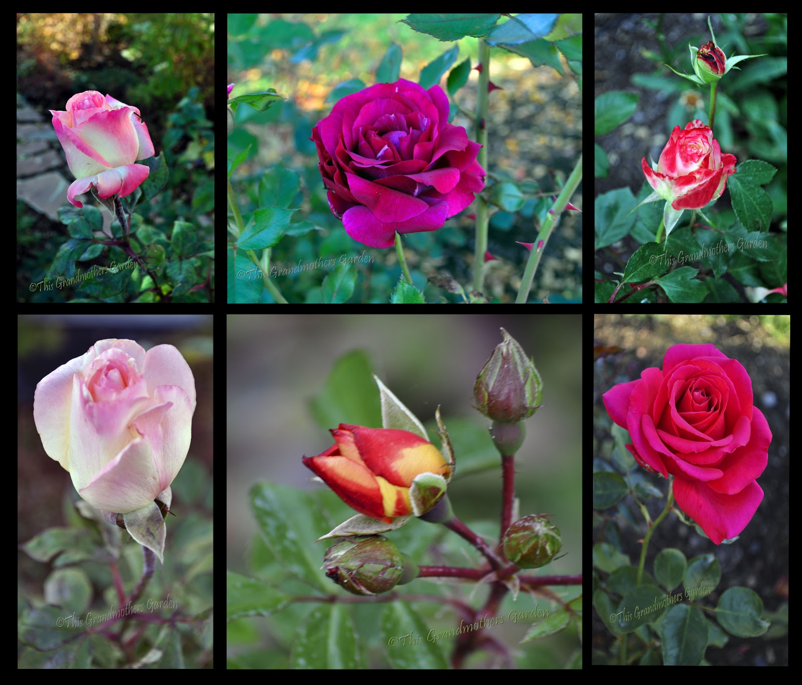 This Grandmother's Garden: Encore! Encore!