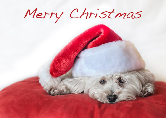 Princess PeggySue & Princess Calay~ MERRY CHRISTMAS FROM ALL YOUR