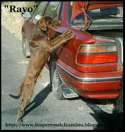 Lee la historia increible de Rayo, has clic sobre la foto.