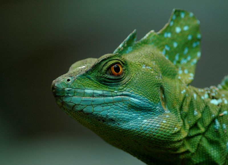 Dragon and Lizard lines Photographs of The Most Common