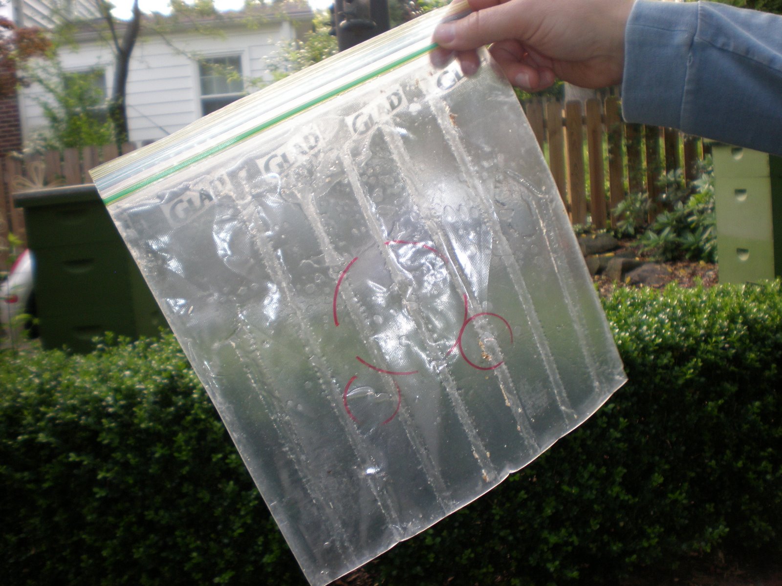 bee surprised baggie feeder