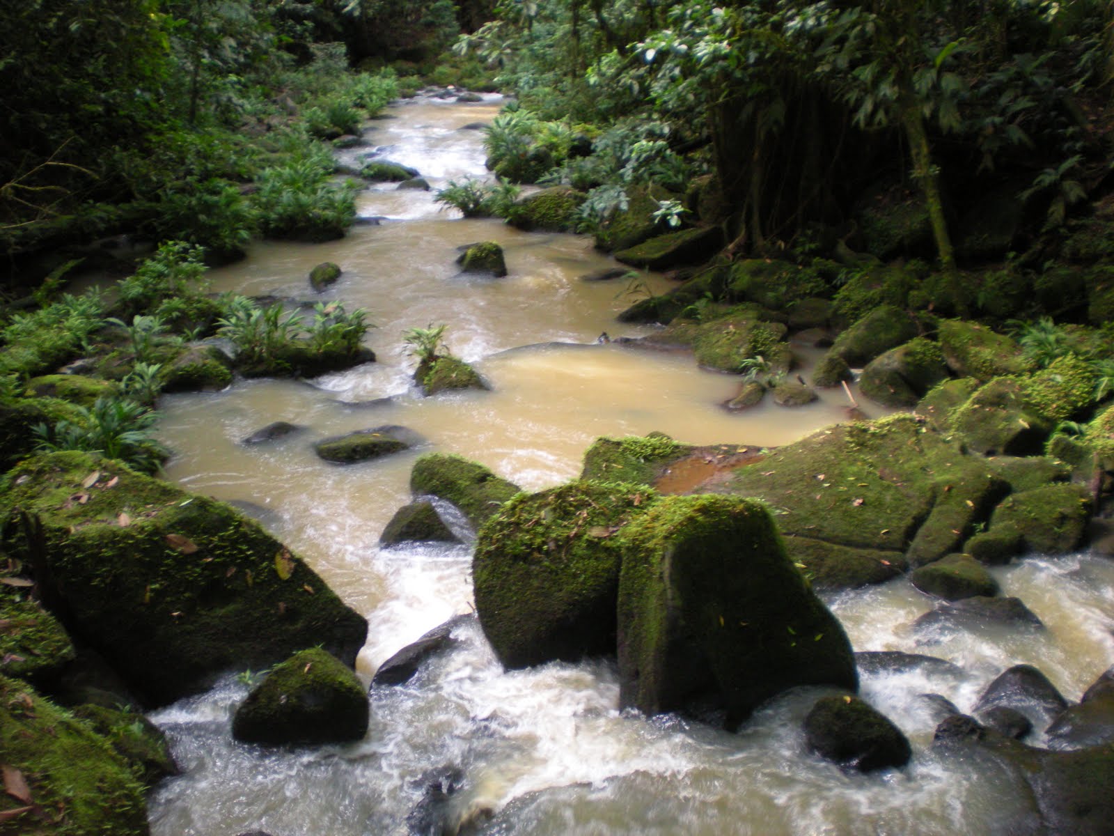 Costa Rica: La Selva!