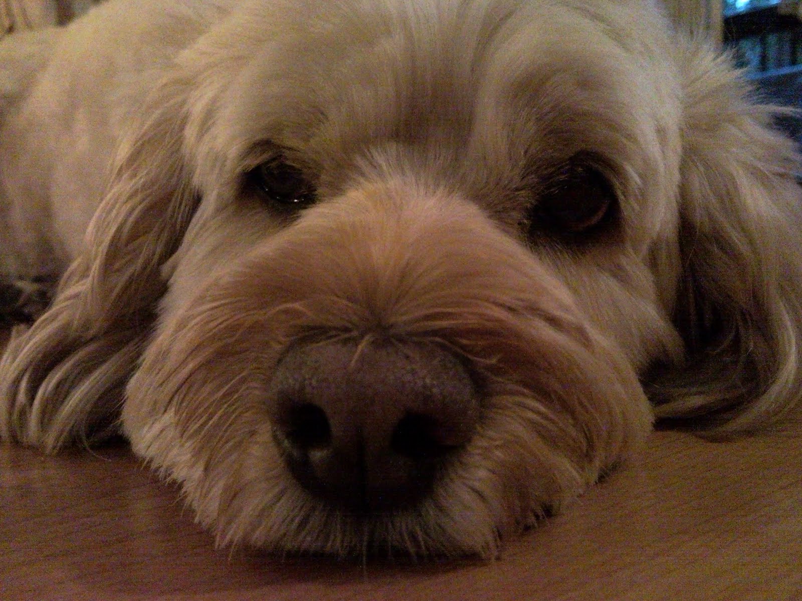 The Slotheur Salami the dog One family's trash is Salami's treasure.